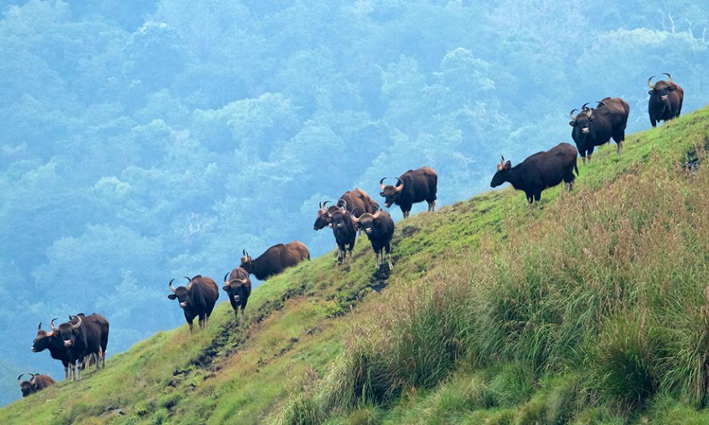 Idukki-Wildl-life