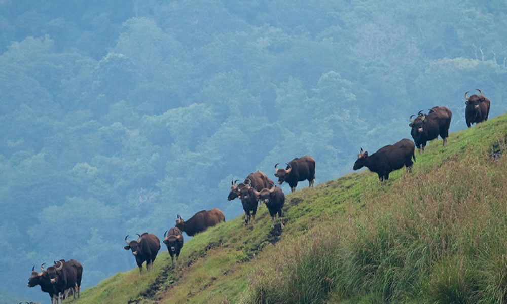 Periyar-Wildlife-Sanctuary-Thekkady