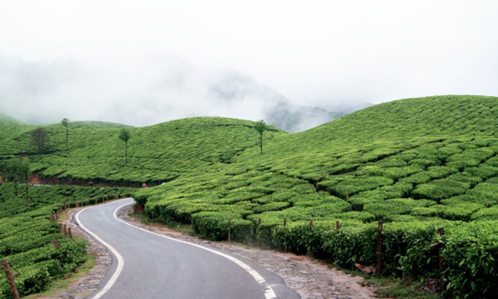 Tea-plantations-in-Munnar