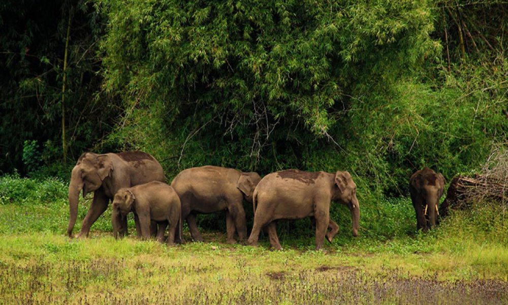 Wayanad-tholpetty_wildlife_sanctuary