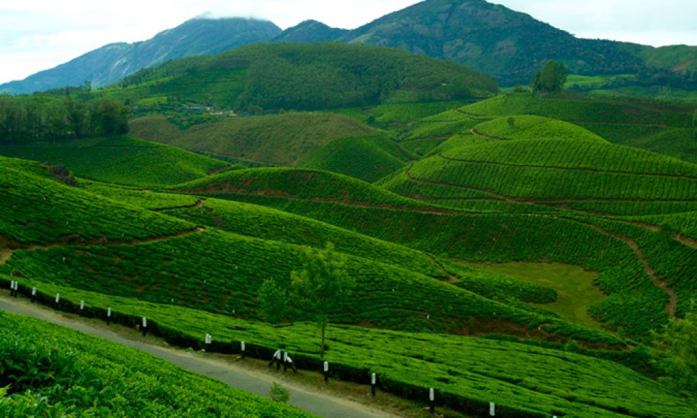 devikulam-hills-munnar