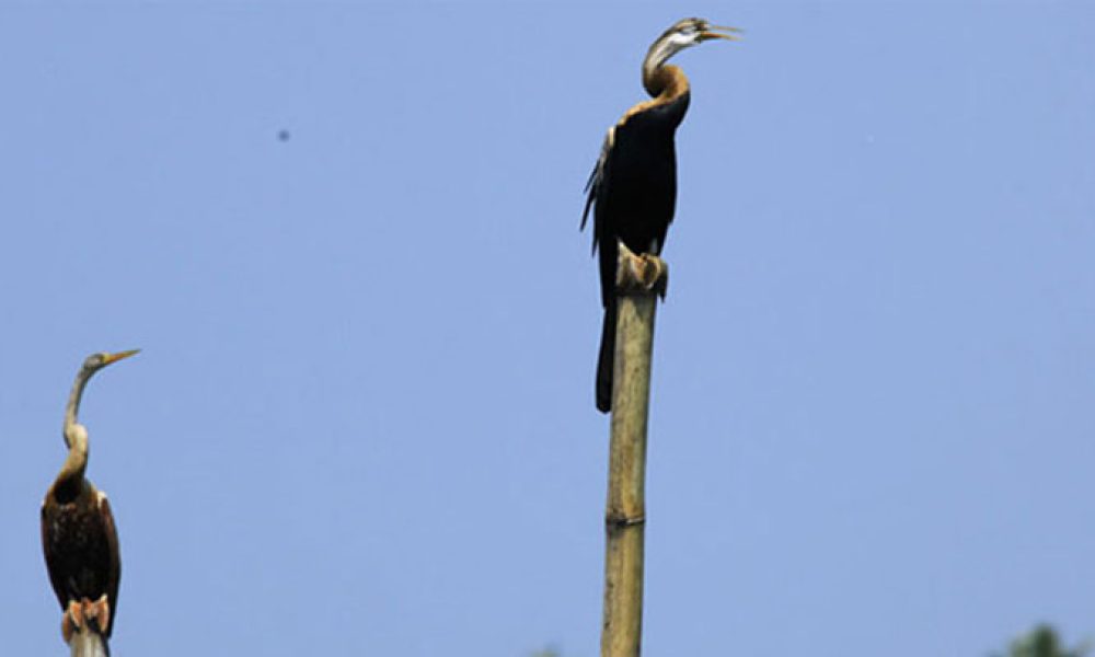 kumarakom-bird-sanctuaryY