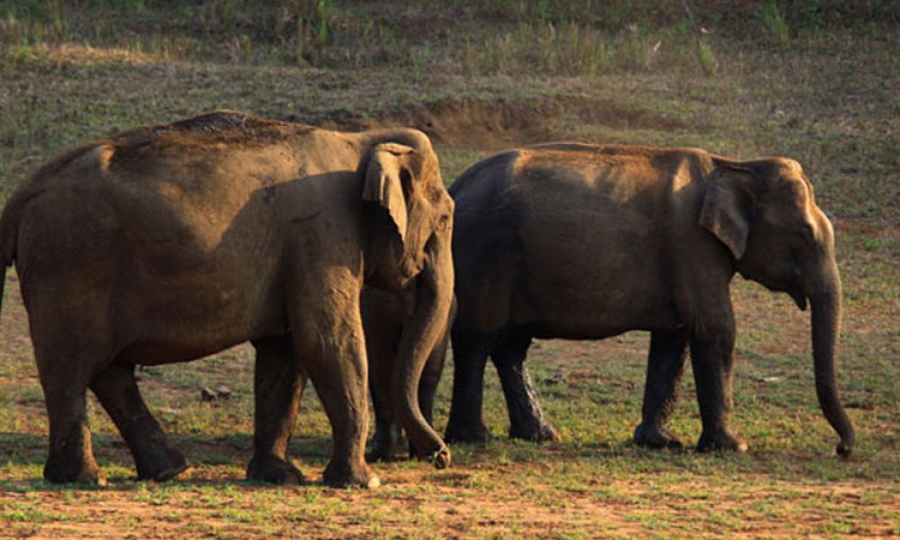 thekkady-elephants