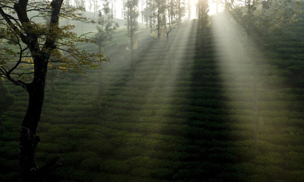 wayanad- wayanad-